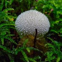 Lycoperdon echinatum, edible mushroom in the forest near the city of Yaremche, Ivano-Frankivsk region, Ukraine photo