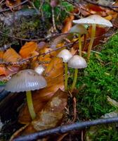 Mycena sp., Inedible agaric with a light brown cap in the forest in Ivano-Frankivsk region photo