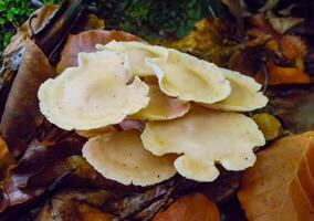 Mycena sp., Inedible tubular mushroom with a light brown cap in the forest in the Ivano-Frankivsk region photo