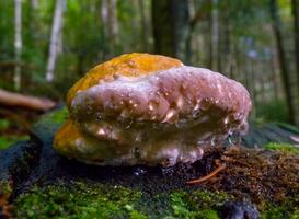 Fomitopsis pinicola, non-edible mushroom on a rotten tree trunk in a forest near the Ivano-Frankivsk region, Ukraine photo