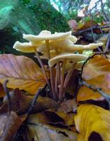 Mycena sp., Inedible tubular mushroom with a light brown cap in the forest in the Ivano-Frankivsk region photo