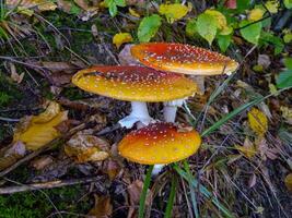Amanita muscaria, poisonous forest mushroom with red cap with white dots in the forest photo