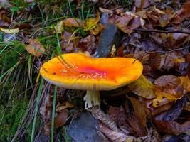 Amanita muscaria, poisonous forest mushroom with red cap with white dots in the forest photo