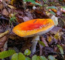 Amanita muscaria poisonous forest mushroom with red cap with white dots in the forest photo