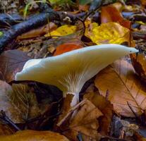 CLITOCYBE ROBUSTA, Agaric with a light cap in the forest in Ivano-Frankivsk region photo