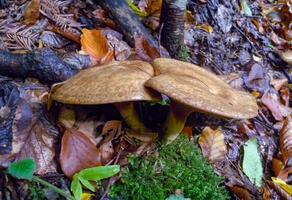 Mushrooms tubular with a brown cap in the forest in Ivano-Frankivsk region photo
