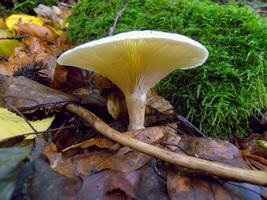 CLITOCYBE ROBUSTA, Agaric with a light cap in the forest in Ivano-Frankivsk region photo