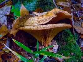 Paxillus involutus, Mushrooms lamellar with brown cap in the forest in Ivano-Frankivsk region photo