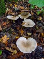 Clitocybe cerussata, Inedible tubular mushroom with a light brown cap in the forest in the Ivano-Frankivsk region photo