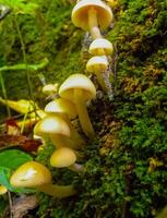 The sulphur tuft or clustered woodlover Hypholoma fasciculare, Inedible trumpet mushroom with a light cap photo