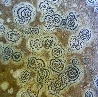 Bark lichen on volcanic rocks in the mountains of Ivano-Frankivsk region photo