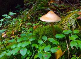 Mycena galericulata, mushroom on a rotten tree trunk in a forest in Ivano-Frankivsk region, Ukraine photo