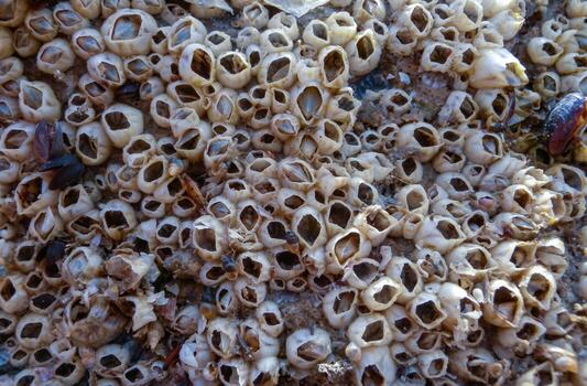 Empty shutters of the sessile crustacean Balanus sp. photo