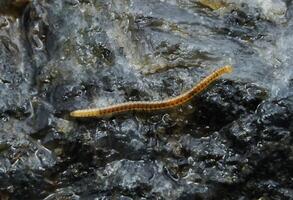 Blaniulus guttulatus Blaniulidae, thin little centipede from Odessa catacombs photo