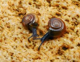 Glass snail Oxychilus translucidus a species of small land snail photo