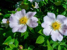 Blooming wild rose, wild rose on the shore of the lake, Ukraine photo