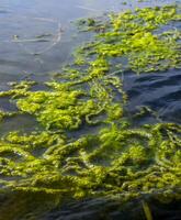 Freshwater green algae near the shore of a backwater float on the surface of the water, the Danube River photo