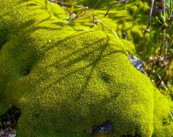 Green moss on a wet rocky slope on Snake Zmeinyi Island, Ukraine photo
