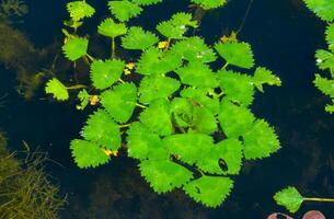 agua abrojo trapa natans, flotante acuático planta con comestible nueces foto