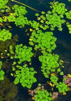 Water caltrop Trapa natans, floating aquatic plant with edible nuts photo