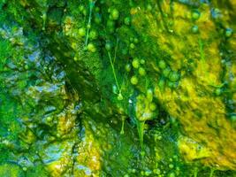 Bubbling freshwater green filamentous algae in rainwater running down rocks on Snake Island photo