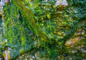 Bubbling freshwater green filamentous algae in rainwater running down rocks on Snake Island photo