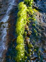 Bubbling freshwater green filamentous algae in rainwater running down rocks on Snake Island photo