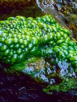 Bubbling freshwater green filamentous algae in rainwater running down rocks on Snake Island photo