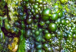 Bubbling freshwater green filamentous algae in rainwater running down rocks on Snake Island photo