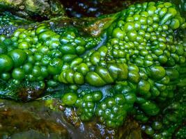 Bubbling freshwater green filamentous algae in rainwater running down rocks on Snake Island photo