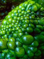 Bubbling freshwater green filamentous algae in rainwater running down rocks on Snake Island photo