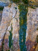 Bubbling freshwater green filamentous algae in rainwater running down rocks on Snake Island photo