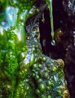 Bubbling freshwater green filamentous algae in rainwater running down rocks on Snake Island photo