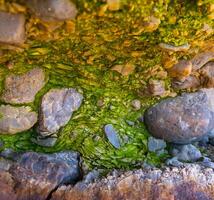 Bubbling freshwater green filamentous algae in rainwater running down rocks on Snake Zmeiniy Island photo