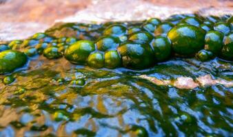 Bubbling freshwater green filamentous algae in rainwater running down rocks on Snake Island photo