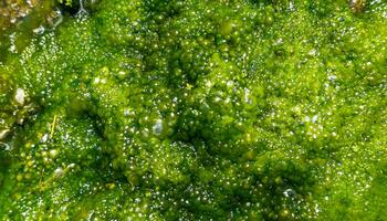Bubbling freshwater green filamentous algae in rainwater running down rocks on Snake Island photo