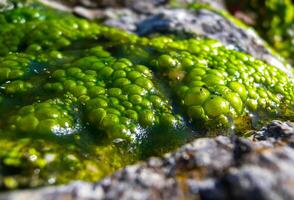 Bubbling freshwater green filamentous algae in rainwater running down rocks on Snake Island photo