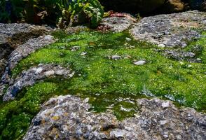 Bubbling freshwater green filamentous algae in rainwater running down rocks on Snake Island photo