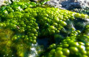 Bubbling freshwater green filamentous algae in rainwater running down rocks on Snake Island photo