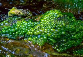 Bubbling freshwater green filamentous algae in rainwater running down rocks on Snake Island photo