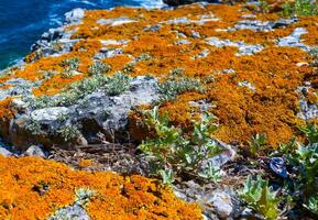 Serpent's Zmeinyi Island, lichens and moss on the coastal stones and rocks of the island, Ukraine photo