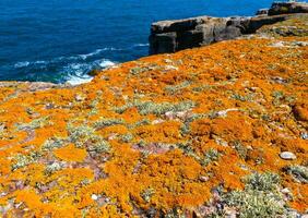 Serpent's Zmeinyi Island, lichens and moss on the coastal stones and rocks of the island, Ukraine photo
