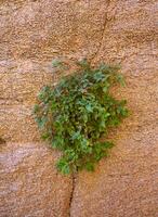 Plant growing on bare rocks on a rocky shore near the Black Sea near Sozopol, Bulgaria photo