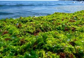 Rotting green and red algae washed ashore by a storm in Bulgaria, Black Sea photo