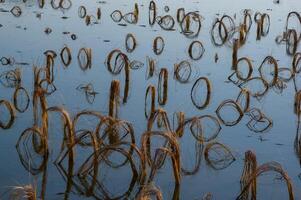 Rotten remains of corn stalks on a flooded field in the evening at sunset photo