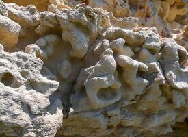 Weathering of carbonate sedimentary rocks, shell rocks of Cape Kaliakra photo