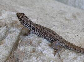 The filfola lizard Podarcis filfolensis basking in the sun on the rocks, Bulgaria photo