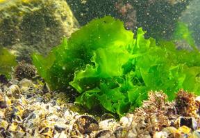 Underwater landscape, Black Sea. Green algae on the seabed Ulva, Enteromorpha photo