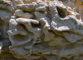 Weathering of carbonate sedimentary rocks, shell rocks of Cape Kaliakra photo