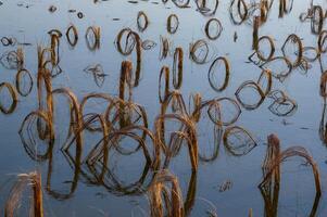 Rotten remains of corn stalks on a flooded field in the evening at sunset photo
